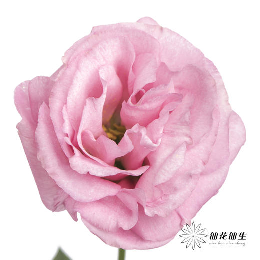 洋桔梗 | 粉色 商品图0