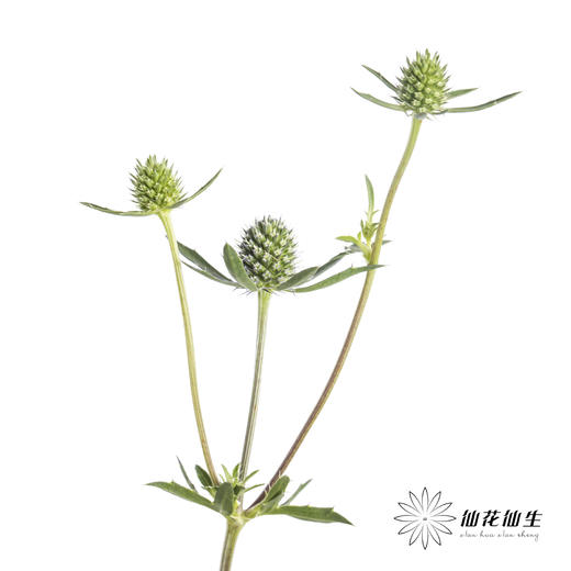 配果 | 情人果【运输途中果子易掉，介意慎拍】 商品图3