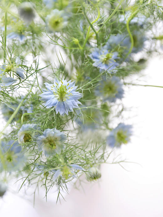黑种草【绕过山河错落，才发现你是人间烟火】简小姐精选 稀有浪漫温柔少女系花材 黑种草1束  48小时发货 商品图6