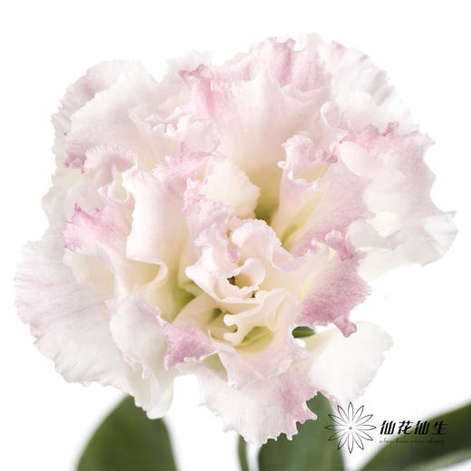 洋桔梗 | 阳光粉 商品图0