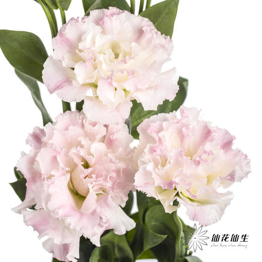 洋桔梗 | 阳光粉 商品图2