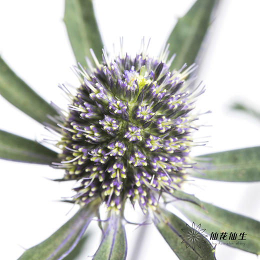 配果 | 情人果【运输途中果子易掉，介意慎拍】 商品图2