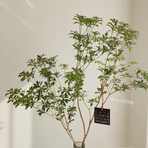 马醉木【马醉木一枝 不包含花瓶】 商品图1