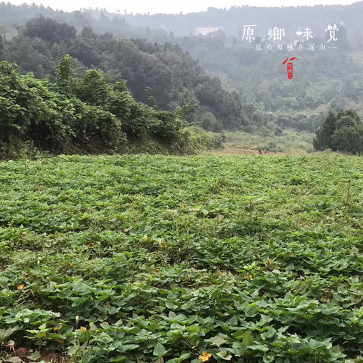生态红薯粉条（成都仓库-顺丰快递） |  400g/把，来自四川成都，生产者：范华侨，张勇【合作生产，公平贸易】 商品图5