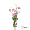 洋桔梗 | 粉色 商品缩略图4