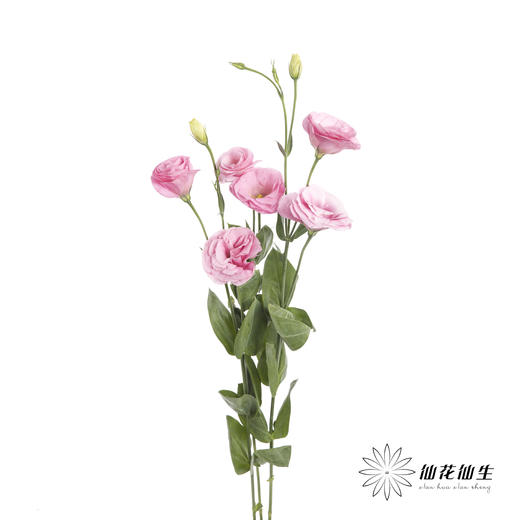 洋桔梗 | 粉色 商品图4