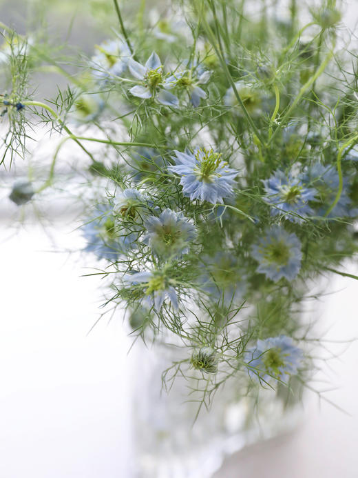 黑种草【绕过山河错落，才发现你是人间烟火】简小姐精选 稀有浪漫温柔少女系花材 黑种草1束  48小时发货 商品图4