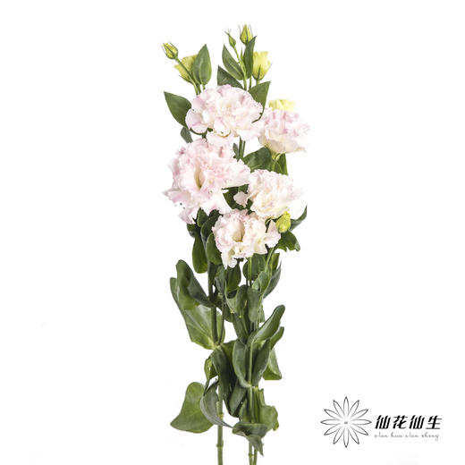 洋桔梗 | 阳光粉 商品图4