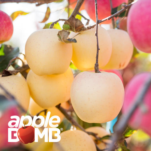 【脆甜浓香细腻】 [金色维纳斯]苹果   申通快递 商品图10