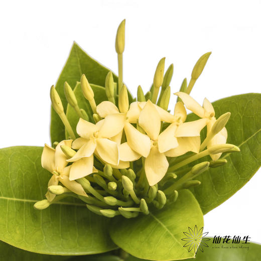 配花 | 龙船花黄色 商品图3