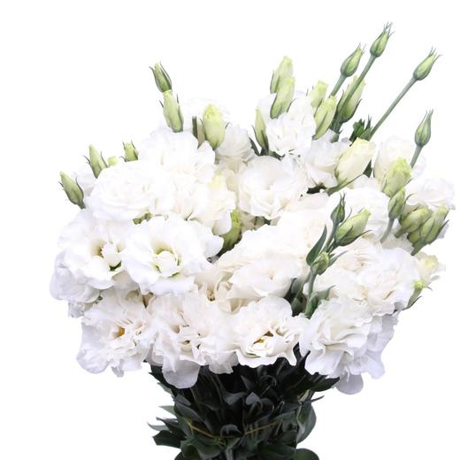 洋桔梗波浪白800克