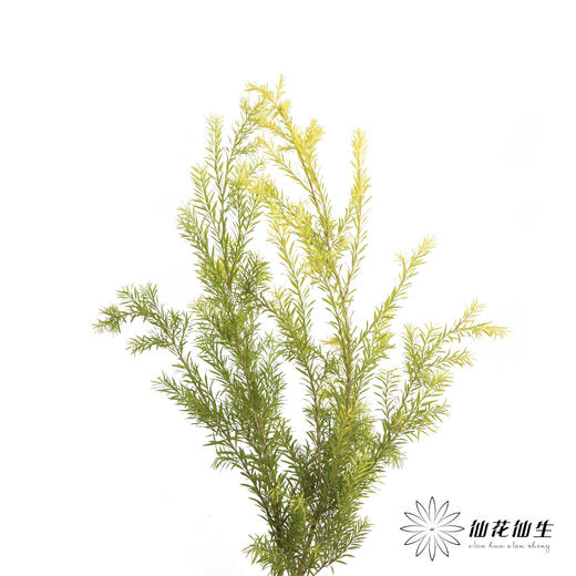 叶材 | 千层金 商品图3