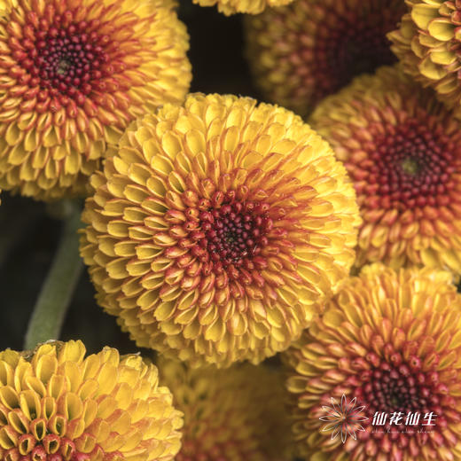 小菊 | 棉花橙 商品图1