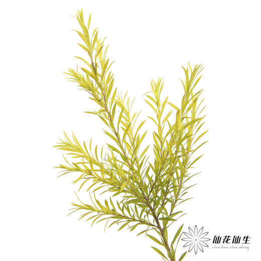 叶材 | 千层金 商品图2