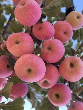 新疆阿克苏冰糖心苹果净重约9斤