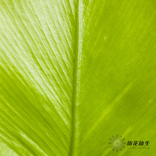 叶材 | 鸟巢叶 商品图1