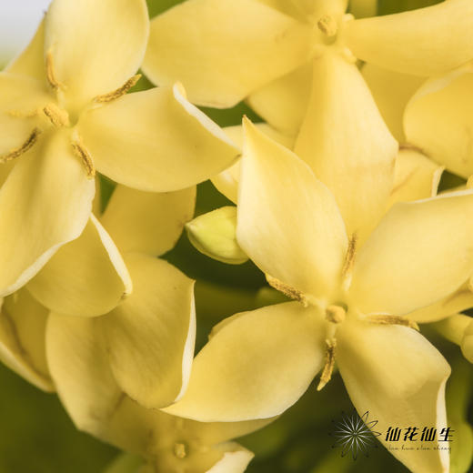 配花 | 龙船花黄色 商品图2