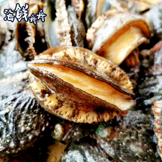 【养殖】超低温 水草小鲍鱼 约20个左右/500g 商品图1