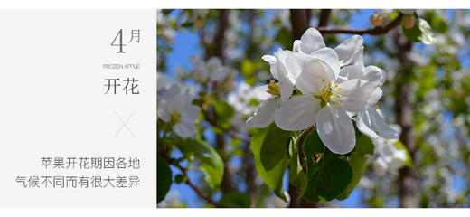 新疆阿克苏冰糖心苹果净重约9斤 商品图6