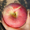 新疆阿克苏冰糖心苹果净重约9斤 商品缩略图1