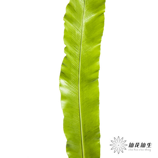 叶材 | 鸟巢叶 商品图3