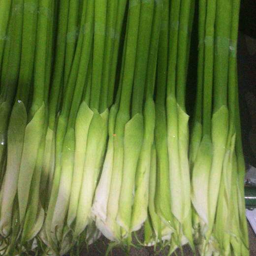 马蹄莲 白色 商品图0