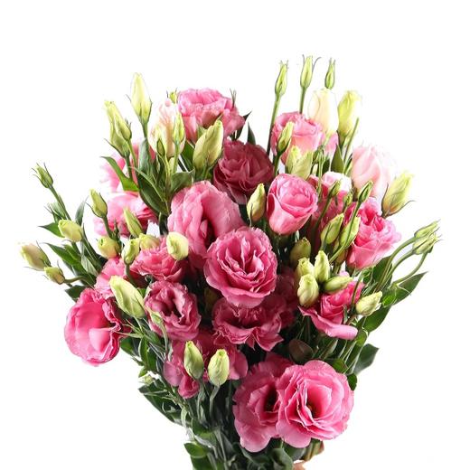 洋桔梗粉色800克