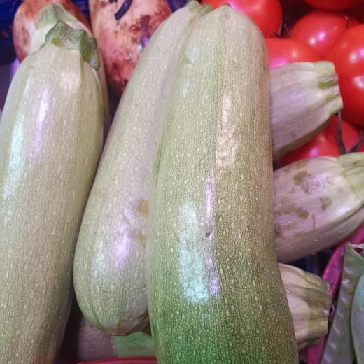 西葫芦 瓜 商品图0