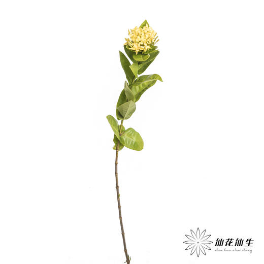 配花 | 龙船花黄色 商品图5