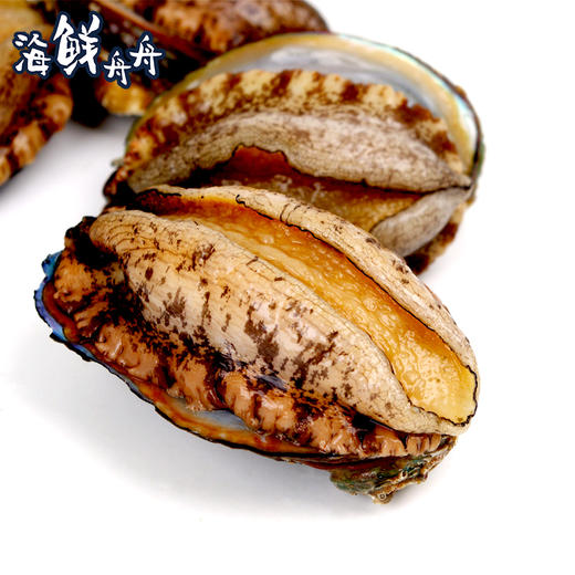 【养殖】超低温 10头/8头/7头/6头 水草吊养鲍鱼 10只/8只/7只/6只/500g 商品图3