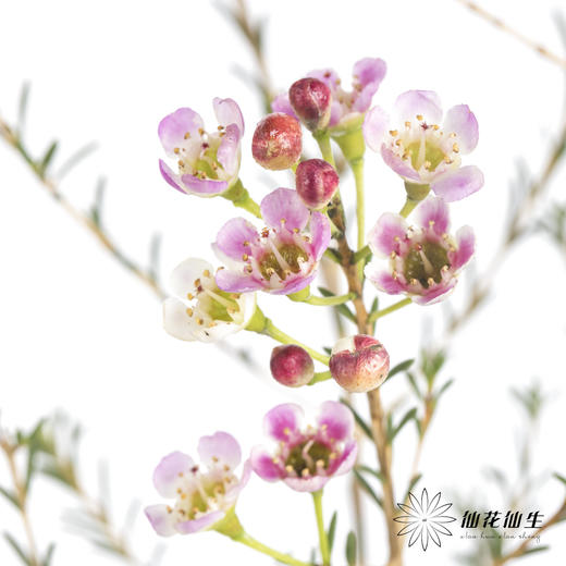 配花 | 平头腊梅粉色 商品图5