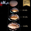 【养殖】超低温 10头/8头/7头/6头 水草吊养鲍鱼 10只/8只/7只/6只/500g 商品缩略图8