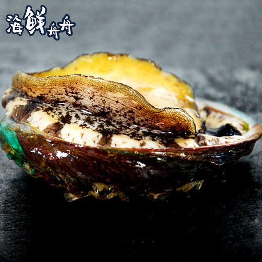 【养殖】超低温 10头/8头/7头/6头 水草吊养鲍鱼 10只/8只/7只/6只/500g 商品图2