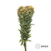 小菊 | 棉花橙 商品缩略图4