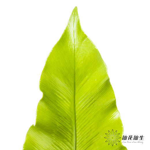 叶材 | 鸟巢叶 商品图2