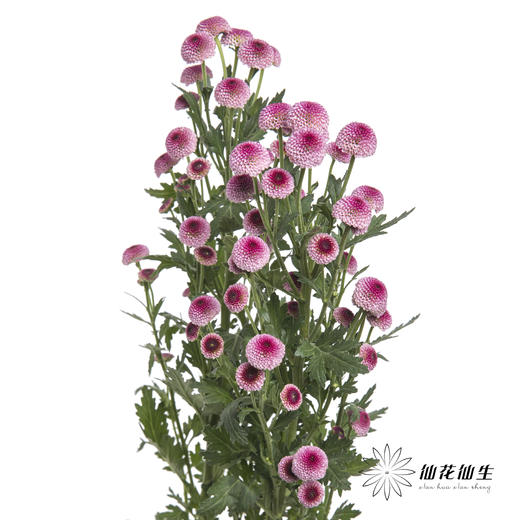 小菊 | 棉花粉 商品图5