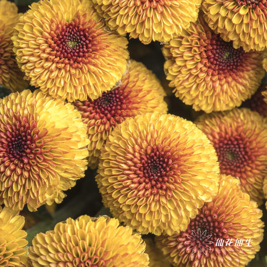 小菊 | 棉花橙 商品图0