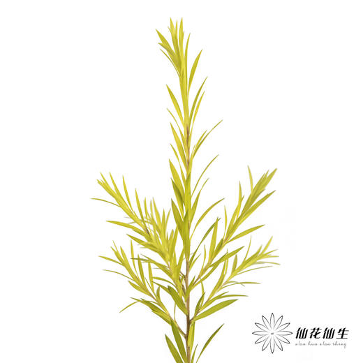 叶材 | 千层金 商品图1