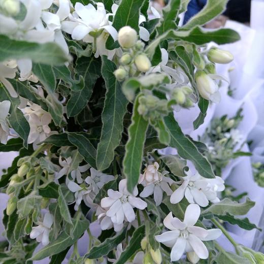 蓝星花白 商品图1