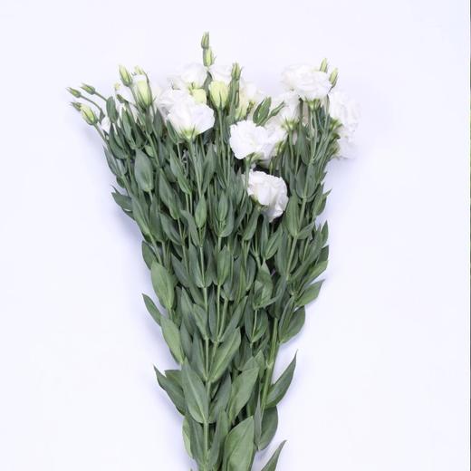 洋桔梗波浪白800克