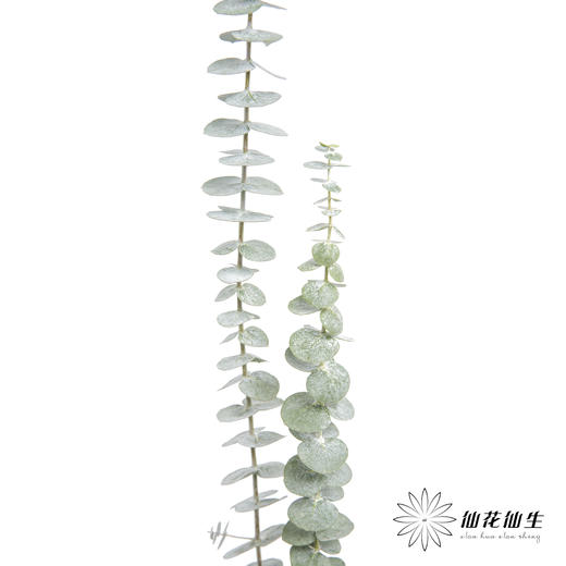 叶材 | 尤加利小叶多支 商品图3