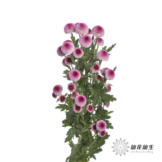 小菊 | 棉花粉 商品图3