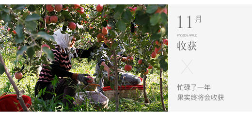 新疆阿克苏冰糖心苹果净重约9斤 商品图8