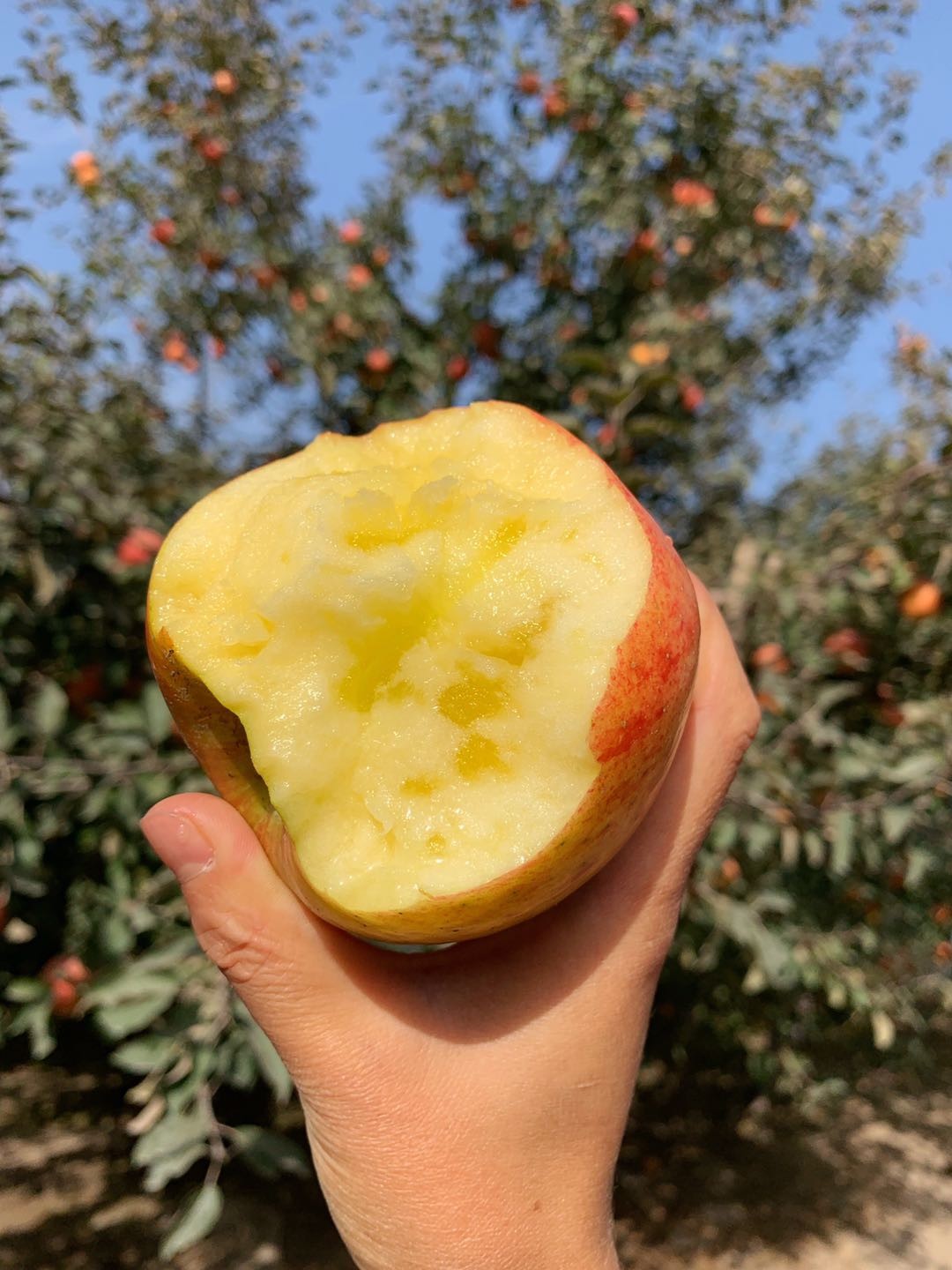 库尔勒一级香梨冰糖心苹果组合8斤装