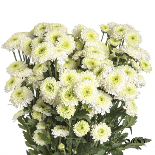 小菊 | 布鲁诺绿 商品图2