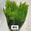 配叶-扁松-圣诞花材 商品缩略图0