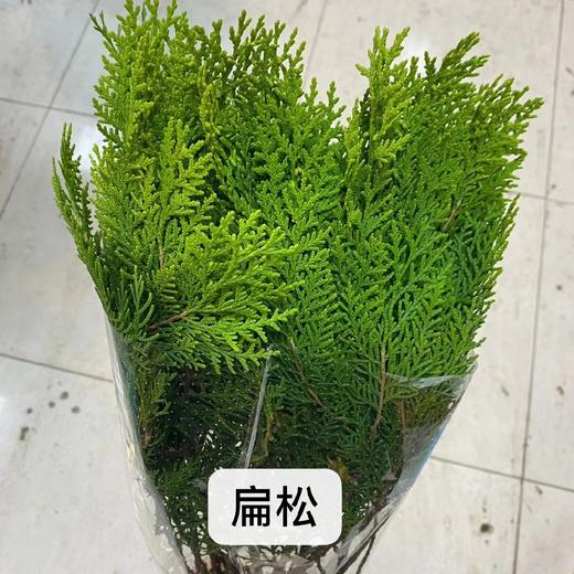配叶-扁松-圣诞花材 商品图0