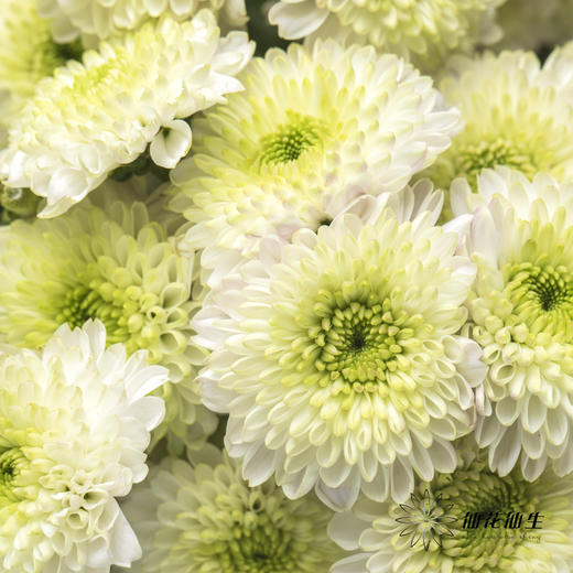 小菊 | 布鲁诺绿 商品图0