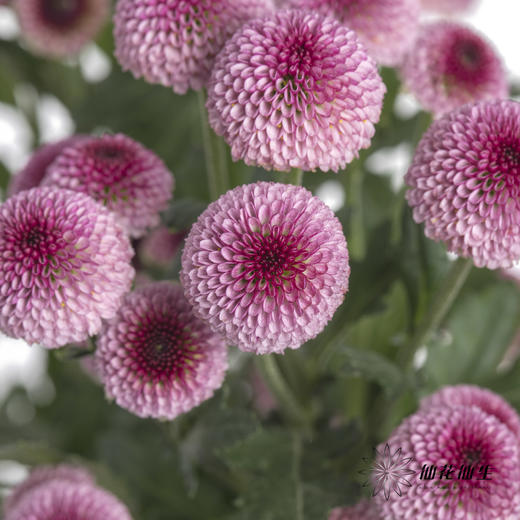 小菊 | 棉花粉 商品图2