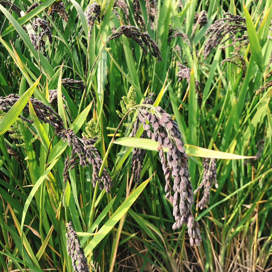 气香而味腴 江苏常熟鸭血糯 5斤包邮(下单5天后发货)